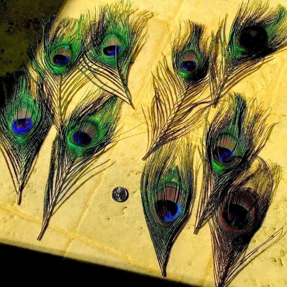 Peacock Smudging Feather